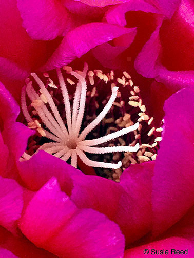Close-up of the white stamens at the center of a magenta cactus flower