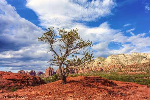 A lone tree growing from red slickrock in front of Sedona's cliffs, under a blue sky with white clouds